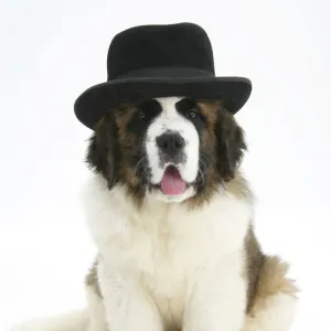 Saint Bernard puppy, wearing a black hat