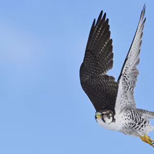 Saker falcon (Falco cherrug milvipes) in flight, Keke Xili, Changtang, Tibetan Plateau
