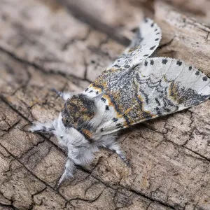 Sallow Kitten Moth Print, Peak District National Park Sallow Kitten Moth Print, Peak District National Park