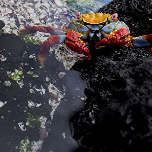Sally lightfoot crab (Grapsus grapsus) at waters edge, Floreana Island, Galapagos
