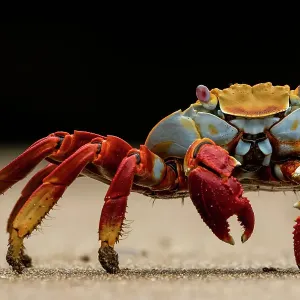 Sally Lightfoot crab (Grapsus grapsus) on beach, portrait, Santiago Island, Galapagos National Park, Galapagos Islands Sally Lightfoot crab (Grapsus grapsus) on beach, portrait, Santiago Island, Galapagos National Park, Galapagos Islands