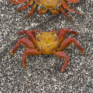 Sally lightfoot crabs (Grapsus grapsus) on the beach at Puerto Egas, Santiago Island