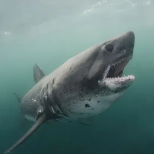 Salmon Shark Print, Lamna ditropis Salmon Shark Print, Lamna ditropis