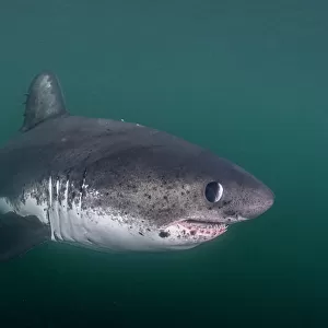 Salmon shark (Lamna ditropis) swimming, Prince William Sound, Alaska, USA, Pacific Ocean
