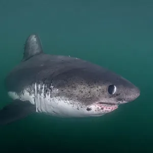 Salmon Shark Print: Lamna ditropis in Prince William Sound, Alaska Salmon Shark Print: Lamna ditropis in Prince William Sound, Alaska