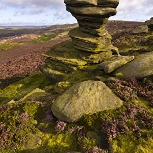 The Salt Cellar, a famous gritstone outcrop surrounded by flowering heather. Derwent Edge