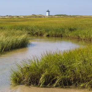 Salt marsh cord grass (Spartina alterniflora) on shore of Cape Cod, with Long Point