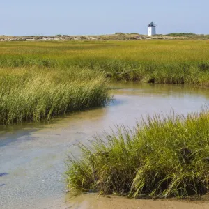 Salt Marsh Cord Grass Print, Cape Cod Shore Salt Marsh Cord Grass Print, Cape Cod Shore