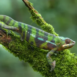 Sambava Panther Chameleon Print, Controlled Conditions Sambava Panther Chameleon Print, Controlled Conditions