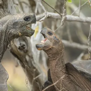 San Cristobal Island giant tortoises Print San Cristobal Island giant tortoises Print