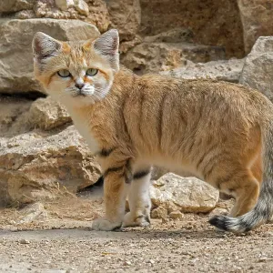 Sand cat portrait print Sand cat portrait print