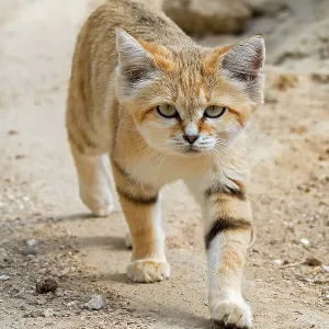 Sand cat Print: Captive Felis margarita walking on sandy ground Sand cat Print: Captive Felis margarita walking on sandy ground