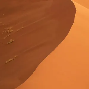 Sand dunes and acacia trees (Acacia sp.), Sossusvlei UNESCO World Heritage Site, Namib-Naukluft National Park, Namibia Sand dunes and acacia trees (Acacia sp.), Sossusvlei UNESCO World Heritage Site, Namib-Naukluft National Park, Namibia