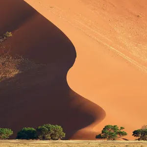 Sand dunes and acacia trees (Acacia sp.), Sossusvlei UNESCO World Heritage Site, Namib-Naukluft National Park, Namibia Sand dunes and acacia trees (Acacia sp.), Sossusvlei UNESCO World Heritage Site, Namib-Naukluft National Park, Namibia
