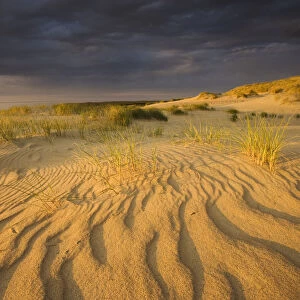 Sand dunes on Agilos Kopa, Nagliai Nature Reserve, Curonian Spit, Lithuania, June 2009
