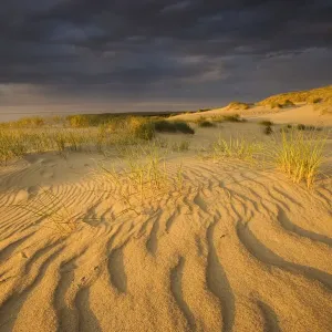 Erhebungen aus Sand auf der Agilos-Koppe im Naturschutzgebiet Nagliai in der Kuronische Sumpfhalbinsel Litauen Juni 2009 Erhebungen aus Sand auf der Agilos-Koppe im Naturschutzgebiet Nagliai in der Kuronische Sumpfhalbinsel Litauen Juni 2009