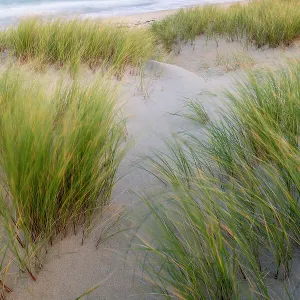 Sand dunes, marram grass (Ammophila arenaria) and beach at sunrise, Luskentyre, Isle of Harris, Scotland, UK. October 2018