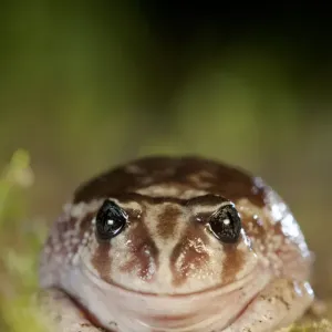 Sand frog (Heleioporus psammophilus) portrait. Leeuwin-Naturaliste National Park Sand frog (Heleioporus psammophilus) portrait. Leeuwin-Naturaliste National Park