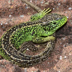 Sand lizard (Lacerta agilis) male basking. Dorset, England, UK, May