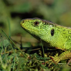 Sand lizard male {Lacerta agilis} Ainsdale NNR, Lancashire, UK