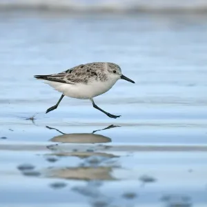 Sanderling Print: A Running Bird on Texel Beach Sanderling Print: A Running Bird on Texel Beach