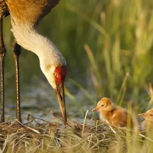 Sandhill Crane Print with Chicks in Flooded Pasture Sandhill Crane Print with Chicks in Flooded Pasture