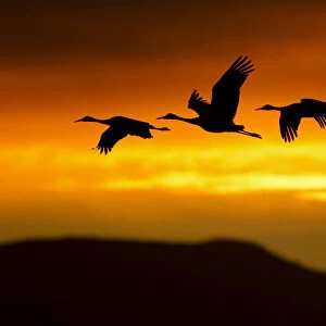 Sandhill Cranes (Grus canadensis) in flight silhouetted against dawn light. Bosque del Apache
