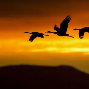 Sandhill Cranes (Grus canadensis) in flight silhouetted against dawn light. Bosque del Apache Sandhill Cranes (Grus canadensis) in flight silhouetted against dawn light. Bosque del Apache