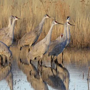 Sandhill cranes (Grus canadensis) group in marshland, winter, Bosque del Apache National Sandhill cranes (Grus canadensis) group in marshland, winter, Bosque del Apache National