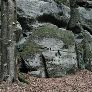 Sandstone formations with a Beech tree trunk (Fagus sylvatica) Echternach, Mullerthal Sandstone formations with a Beech tree trunk (Fagus sylvatica) Echternach, Mullerthal