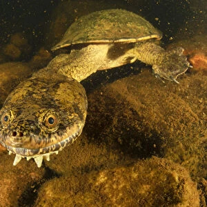 Sandstone long-necked turtle (Chelodina burrungandjii) actively foraging at night