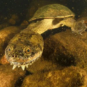 Sandstone long-necked turtle foraging at night, Print Sandstone long-necked turtle foraging at night, Print