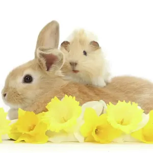 lapin de sable et porc-épic de Guinée avec des jonquilles, portrait. lapin de sable et porc-épic de Guinée avec des jonquilles, portrait.
