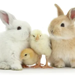 Deux lapins blancs et sable avec deux poussins jaunes Bantam, portrait. Deux lapins blancs et sable avec deux poussins jaunes Bantam, portrait.