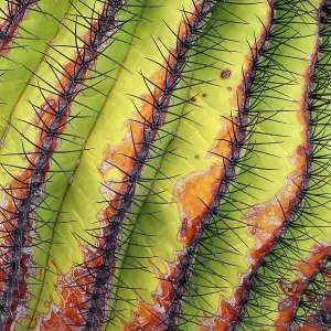 Santa Catalina barrel cactus (Ferocactus diguetii) spines close up. Santa Catalina Island, Loreto Bay National Park, Sea of Cortez, Mexico. May Santa Catalina barrel cactus (Ferocactus diguetii) spines close up. Santa Catalina Island, Loreto Bay National Park, Sea of Cortez, Mexico. May
