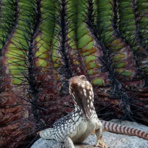 Santa Catalina Island desert iguana (Dipsosaurus catalinensis) in front of Santa Catalina barrel cactus (Ferocactus diguetii), Santa Catalina Island, Loreto Bay National Park, Sea of Cortez, Mexico. May Santa Catalina Island desert iguana (Dipsosaurus catalinensis) in front of Santa Catalina barrel cactus (Ferocactus diguetii), Santa Catalina Island, Loreto Bay National Park, Sea of Cortez, Mexico. May