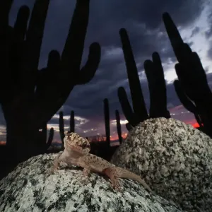 Santa Catalina Island leaf-toed gecko Print in front of Mexican giant cardon cactuses Santa Catalina Island leaf-toed gecko Print in front of Mexican giant cardon cactuses