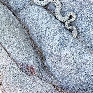 Santa Catalina Island rattlesnake (Crotalus catalinensis), only rattlesnake without rattle, slithering in rock. Santa Catalina Island, Loreto Bay National Park, Sea of Cortez, Mexico. May