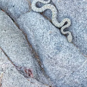 La culebra de raya de la isla Santa Catalina (Crotalus catalinensis), única culebra de raya sin cascabel, se arrastra en roca. Isla Santa Catalina, Parque Nacional Bahía Loreto, Mar de Cortés, México. Mayo. La culebra de raya de la isla Santa Catalina (Crotalus catalinensis), única culebra de raya sin cascabel, se arrastra en roca. Isla Santa Catalina, Parque Nacional Bahía Loreto, Mar de Cortés, México. Mayo.