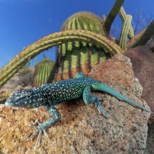 Santa Catalina Island side-blotched lizard Print in front of cacti Santa Catalina Island side-blotched lizard Print in front of cacti