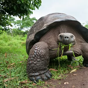 Santa Cruz Galapagos tortoise (Chelonoidis nigra porteri) feeding on grass, Santa Cruz Highlands