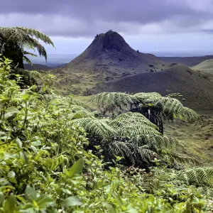 Santa Cruz Island highlands with Puntudo spatter cone and lush vegetation with Cyathea treeferns