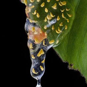 Sarayacu clownfrog (Dendropsophus sarayacuensis) with its clutch of eggs developing