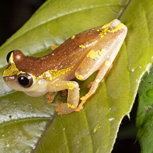 Sarayacu treefrog (Dendropsophus sarayacuensis) male, calling