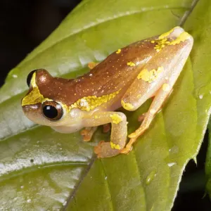 Sarayacu treefrog (Dendropsophus sarayacuensis) male, calling Sarayacu treefrog (Dendropsophus sarayacuensis) male, calling