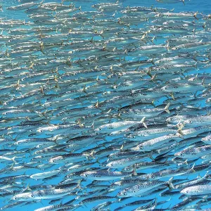 Sardine bait ball (Sardinops sagax) escaping Striped marlin (Tetrapturus audax) that is attempting to feed on them. West Coast of Baja California Peninsula, Mexico. Pacific Ocean Sardine bait ball (Sardinops sagax) escaping Striped marlin (Tetrapturus audax) that is attempting to feed on them. West Coast of Baja California Peninsula, Mexico. Pacific Ocean