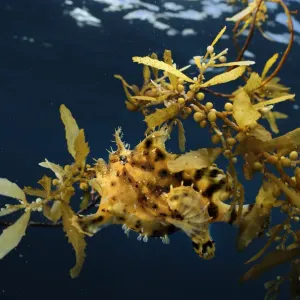 Sargassum Fish Print on Floating Seaweed