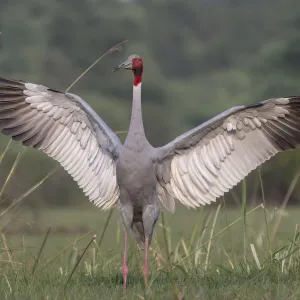 Sarus crane (Grus antigone), male displaying, Keoladeo NP, Bharatpur, India