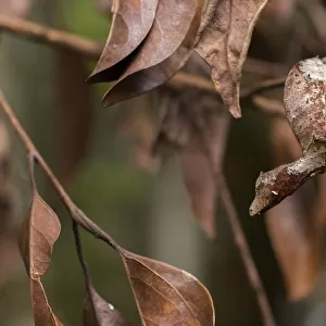 Satanic leaf-tailed gecko (Uroplatus phantasticus) on twig, Andasibe-Mantadia National Park