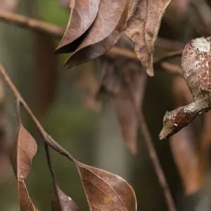 Satanic leaf-tailed gecko (Uroplatus phantasticus) on twig, Andasibe-Mantadia National Park